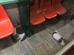 -猫咪博物馆(顶澳仔猫街店)