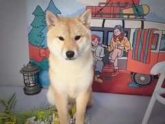 -BABIT巴比特宠物(MOMOPARK店)