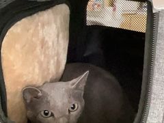 -柏萃动物医院·骨科·牙科