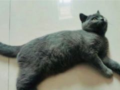 -纳吉亚猫专科动物诊疗中心(蒋宅口分院)