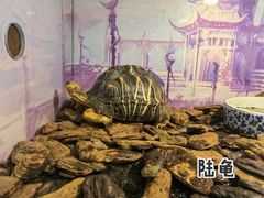 -上海大自然野生昆虫馆(东方明珠·爬宠昆虫探索中心)