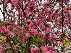 -南汇桃花村
