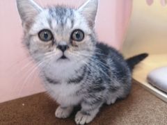 -囡的喵喵酱·萌宠生活馆·宠物洗护美容(胶州路店)