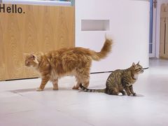 -Heymao猫咖.咖啡厅(东门店)