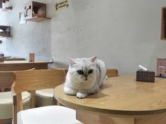 -藏猫猫咖啡主题馆(中央大道店)