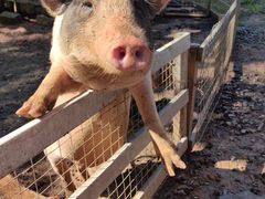 -金石滩蓝莓谷庄园