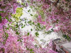 -深圳国际园林花卉博览园