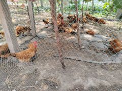 -马陆小张葡萄园农家乐