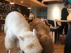 -遇见羊驼·奶狗咖·布偶猫咖·法斗柯基柴犬阿拉斯加(春熙路太古里IFS店)