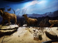 -陕西自然博物馆