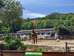 -大连森林动物园