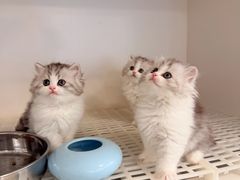 -lincat·猫舍(广州店)