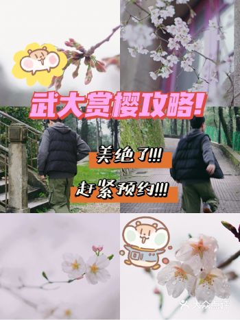 武汉赏樱| 又是一年春好景，武大樱花闻八方