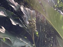 -四季酒店下午茶