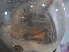 -纳吉亚猫专科动物医院·北北分院