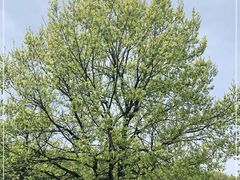 -鲁山国家森林公园