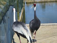-盐城丹顶鹤湿地生态旅游区