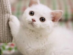 -Bastet sally猫舍购宠(静安店)