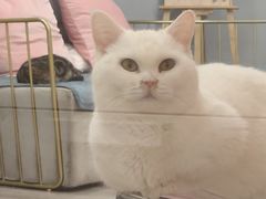 -BABIT巴比特宠物(MOMOPARK店)