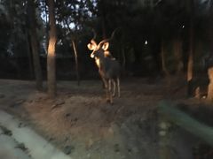 -清迈夜间动物园