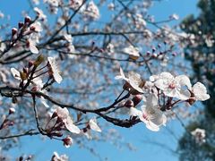 -东园小馆·早茶·淮扬小炒(三盛广场店)