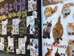 -Heymao猫咖.咖啡厅(东门店)