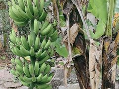 -云溪植物园