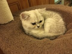-猫色咖啡·猫咖