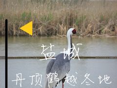 -盐城丹顶鹤湿地生态旅游区