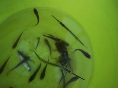 -东戴河风景区-止锚湾