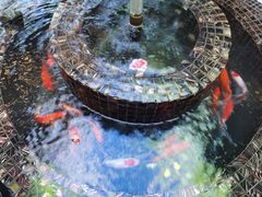 锦鲤-海底捞火锅(庆春路店)