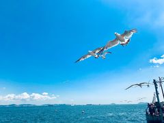 -星海湾跨海大桥