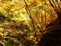 -五女峰国家森林公园