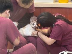 -艾贝尔宠物医院·24H转诊中心·肿瘤猫专科(江宁双龙店)