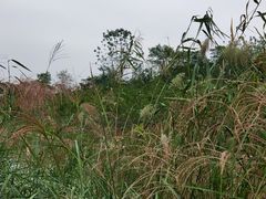 -合肥滨湖国家森林公园