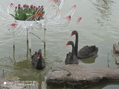 -荷兰花海