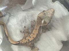 -酷以爬仙阁实体爬宠店·守宫·蜥蜴·专业繁育