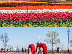 -荷兰花海