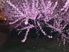 -海棠花溪(元大都城垣遗址公园)