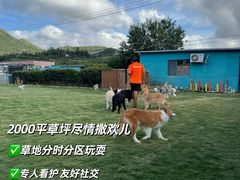 -趣玩宠物乐园寄养训犬训狗游泳池