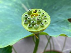 -桂湖森林公园