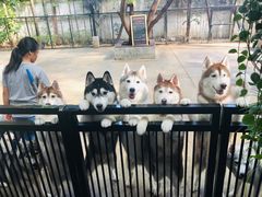 -TrueLove @ Neverland (Husky Cafe)