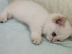 -小猫来了·猫舍(红山六九七九店)