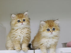 -lincat·猫舍(广州店)