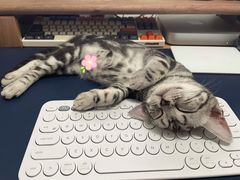 -猫大福·Fortune Cat猫舍(百子湾店)