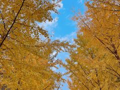 -三里屯东五街银杏大道