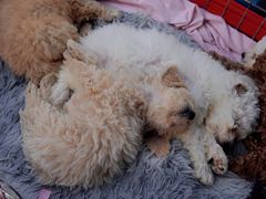 -桂林市花鸟市场