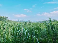 -华侨城湿地公园