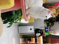 -山宅一喵德文卷毛猫舍