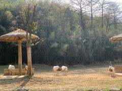 -杭州野生动物世界
